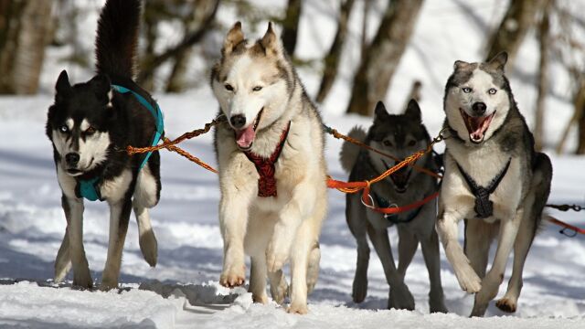 狗叫声 哈士奇叫声 Dog barking husky barking