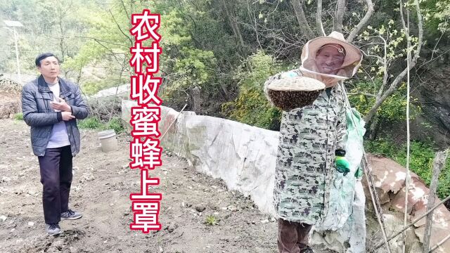 你吃过正宗野生土蜂蜜,你一定没有见过十堰农村养蜂人真实收蜂蜜