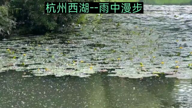 杭州西湖雨中漫步