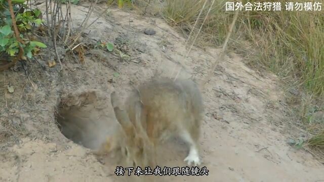 一根裤腰带就能捕捉一只幸运的野兔!国外合法狩猎