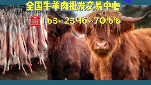 重庆羊肉屠宰场宰牛场牛肉交易网批发市场一手货源全国发货销售公司在哪里有买卖