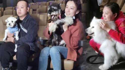 做好心理准备依然泪崩！上海“家长”带一百只狗狗来看《忠犬八公》