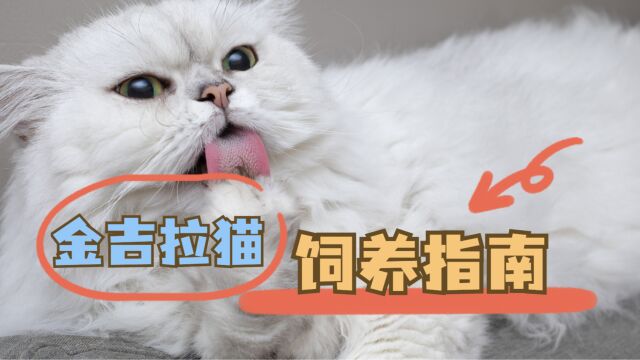 金吉拉猫饲养常识分享,6个知识点记住咯!