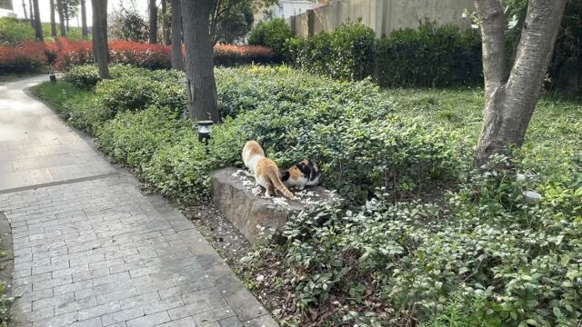 给流浪的猫咪们喂食,它们的表情萌化了