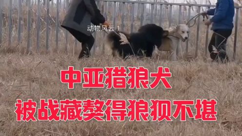 中亚猎狼犬与藏獒巅峰对决，结局惨不忍睹。