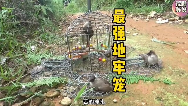 国外合法狩猎#鸟#纪录片解说要笼子的评论区留言,我统计一下