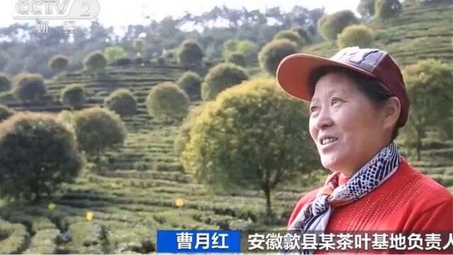 安徽歙县,采茶工紧缺,“接班人”断档