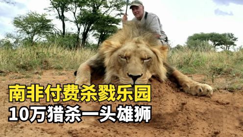 南非的付费杀戮乐园，10万可以猎杀一头雄狮，富人的狩猎天堂