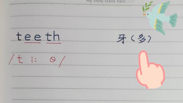 学单词teeth,tooth牙齿