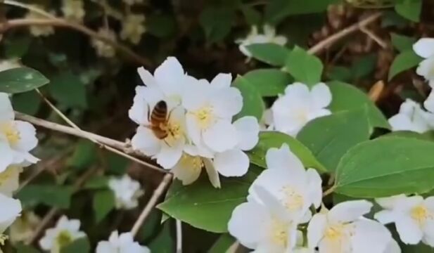 花开铁岭 | 花香蜂自来