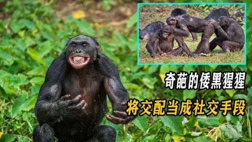 倭黑猩猩的交配秘诀，“随意”的多夫多妻，滥情的它们不怕近亲吗