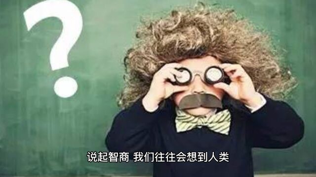 冷知识:关于智商的冷知识你知道吗?