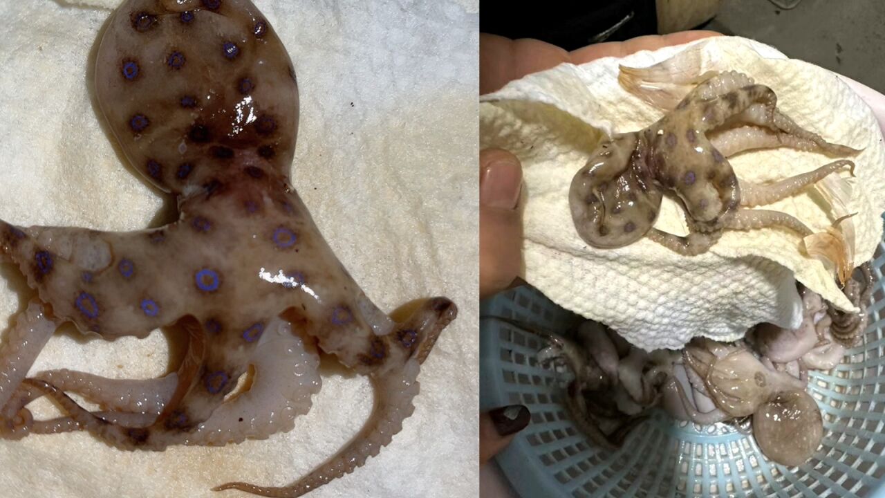 男子自称疑似买到蓝环章鱼,怕孩子误食吓得扔掉,询问摊贩说没毒