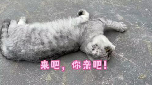 我亲一口我自己养的猫没什么问题吧？