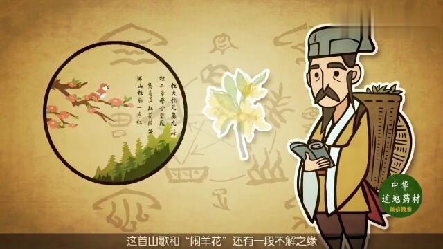 中医药文化|每天一味中药|中药小故事《巧说本草》闹羊花