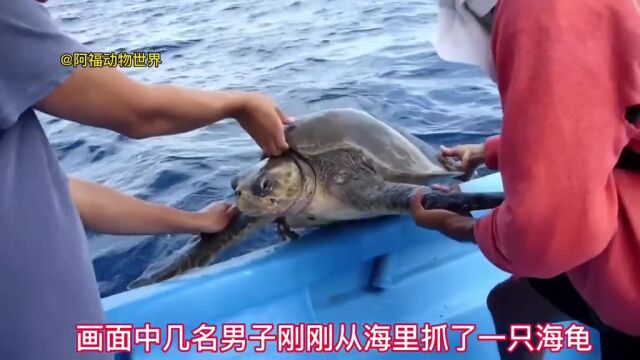 743.被绳子缠绕的海龟,幸好被人类及时发现#海龟 #海洋生物 #动物世界 #爱护大自然保护野生动物 #万物皆有灵性