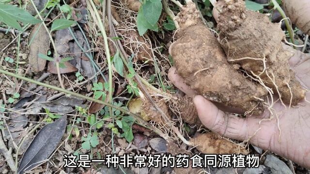 这个带参字的药食同源植物,有非常高的营养价值,您知道怎么用吗