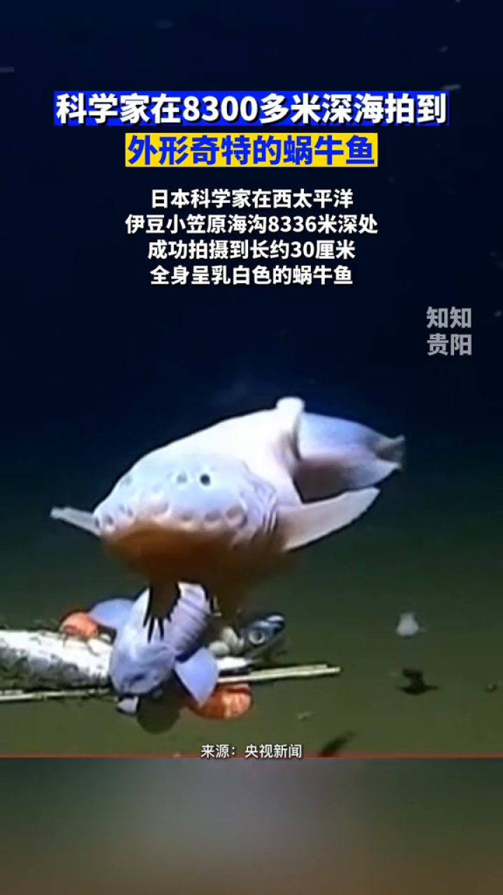 科學家在8300多米深海拍到外形獨特的蝸牛魚