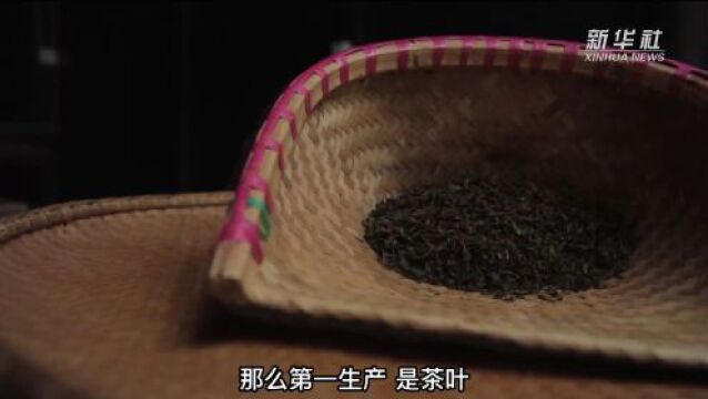 “种风景”的新农人|“茶海园丁”:茶园变公园