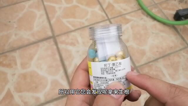 揭秘!生根粉的“秘密”?为新手设计,生根还壮苗