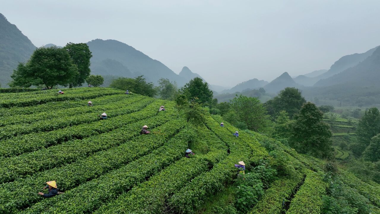 广东英德红茶谷迎来春茶采摘季,带你探寻春茶的"鲜活香甜"