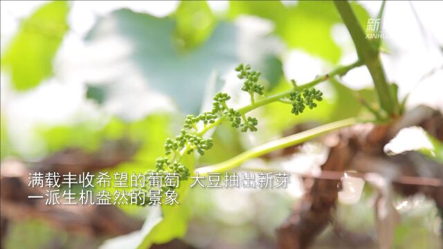 马鞍山当涂县:智慧农业助农增产增收