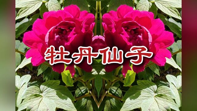 牡丹仙子牡丹台