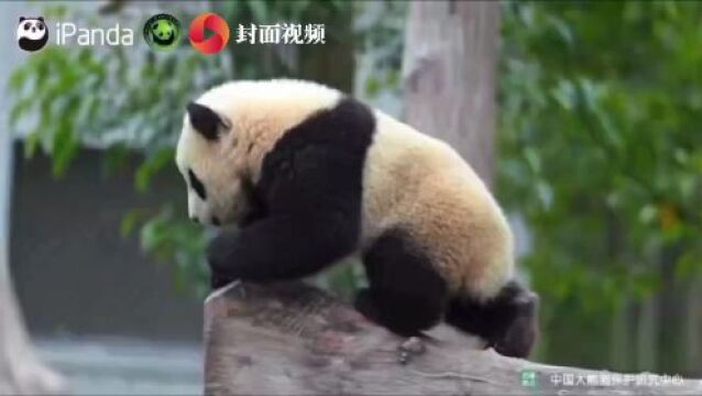 国家安全教育日|生物安全宣传志愿者“安安”来了!大熊猫邀你关注生物安全