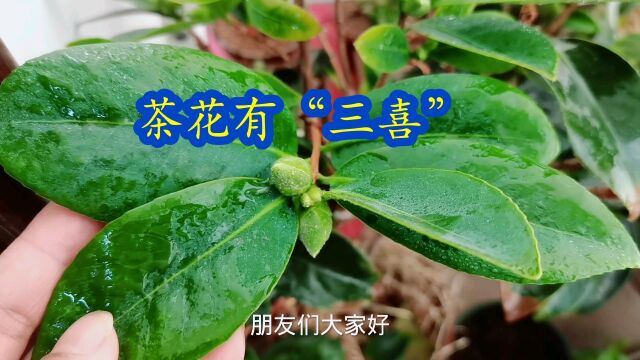 茶花有“三喜”,春天养殖技巧