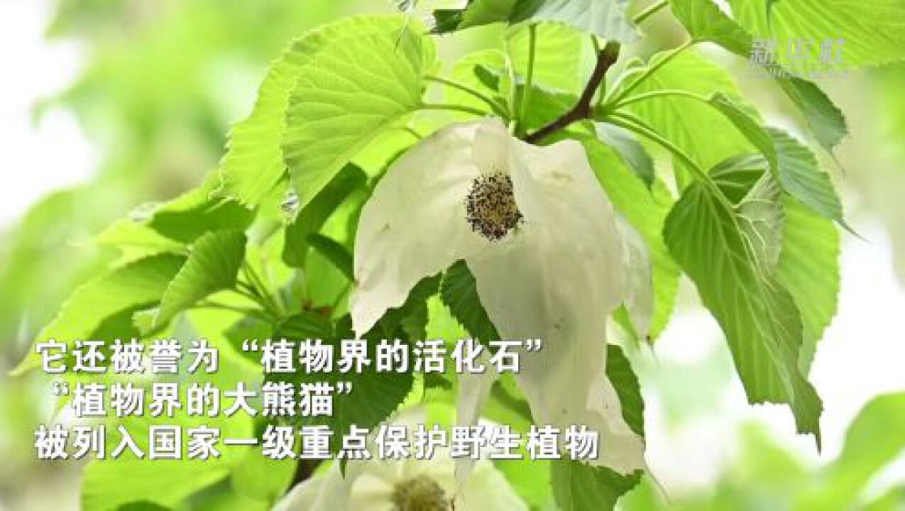 鸽子花梵净山图片