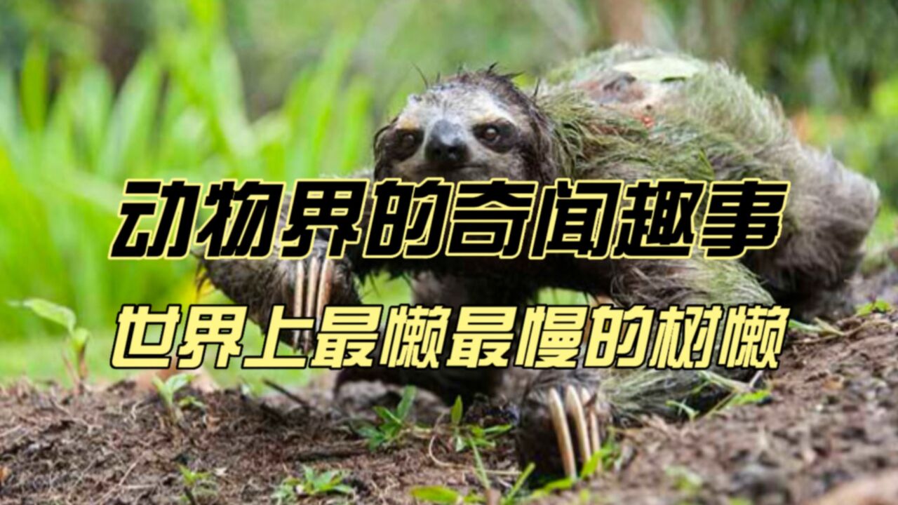 动物界的奇闻趣事——世界上最懒最慢的动物树懒_高清1080P在线观看平台_腾讯视频