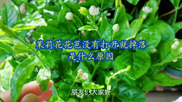 茉莉花花苞没有打开就掉落是什么原因