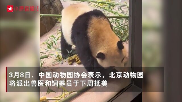 欢迎回家! 回顾大熊猫“丫丫”20年旅美生活