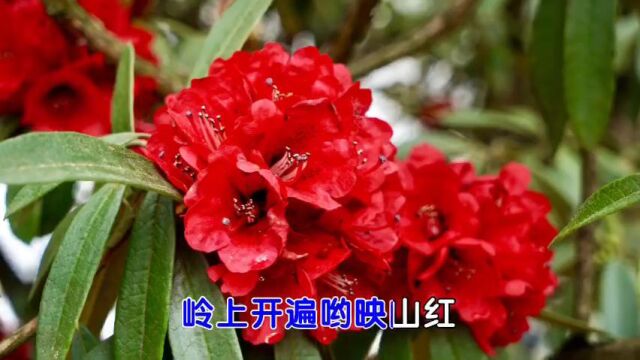 走进百里杜鹃花王国