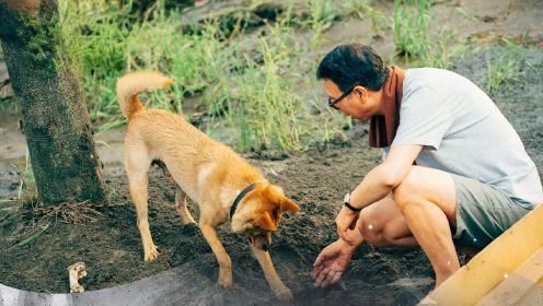 《忠犬八公》教授与流浪狗的故事，很感人很催泪！