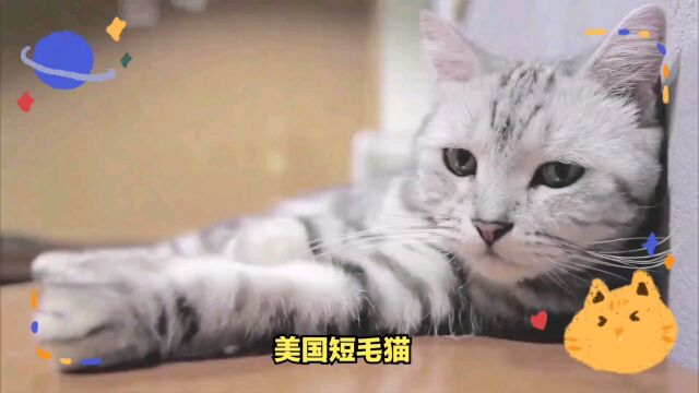 美国短毛猫