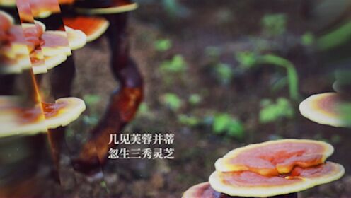 灵芝美酒，古今传奇——中国灵芝酒文化纪录宣传片