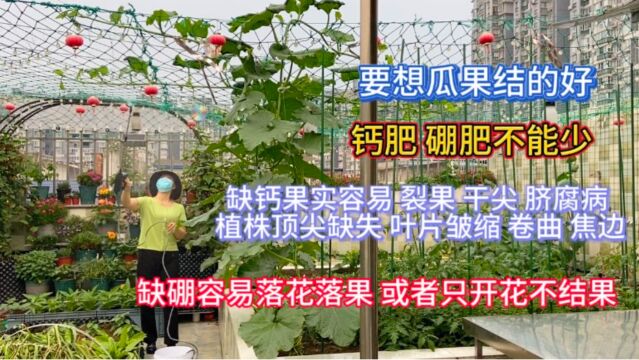 想要瓜果长得好 钙肥硼肥少不了 缺钙缺硼落花落果 裂果 脐腐