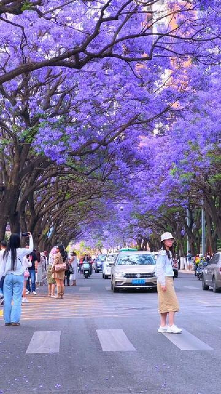 教场路的"蓝花楹"已到盛花期,你错过的风景,我都替你拍下来了