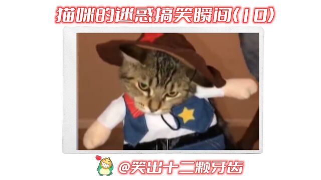 猫咪的迷惑搞笑瞬间(10)