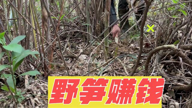 “啃老族”小伙靠拔青野笋赚钱,实拍拔笋全过程,声音很治愈