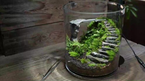 【微景观】教你在苔藓玻璃缸中搭建一座空中石桥！