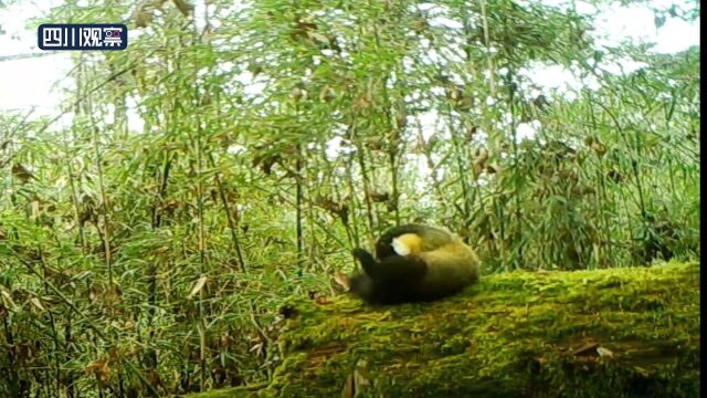 雅安石棉:野生动物们亮相“春季秀场”