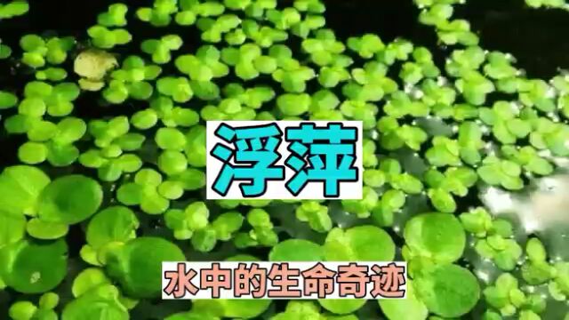 浮萍:水中的生命奇迹