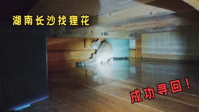 湖南长沙找猫:这就找到啦?找猫而已,分分钟的事!