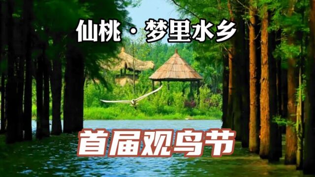 百鸟齐聚“羽”众不同 仙桃梦里水乡观鸟平台 好多珍稀奇异鸟 您认得几种?