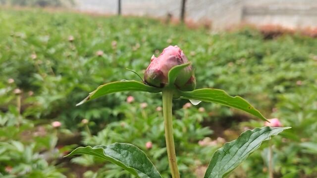 “春有约 花不误 年年岁岁不相负”