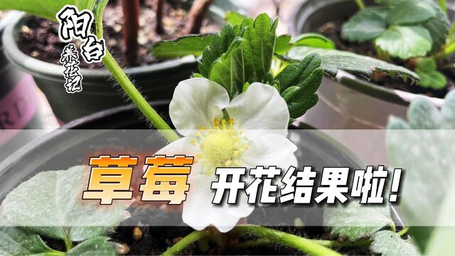 露养的草莓开花结果啦!观叶、赏花、品果,我的花园都有了!