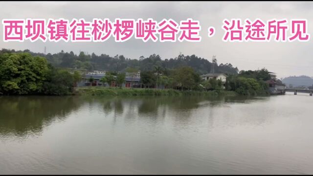 23年4月上旬,从四川乐山西坝镇往桫椤峡谷走,沿途所见