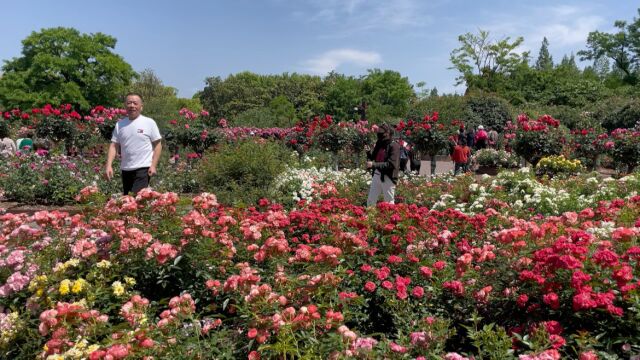 去植物园遛弯,看国际花展